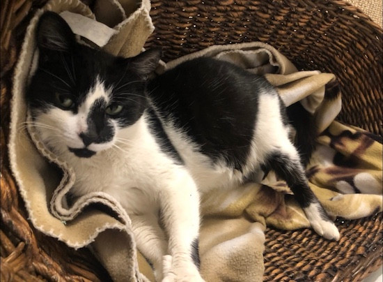 A pregnant black and white cat, lying on fleece blankets in a wicker basket and looking sweetly up at the camera.