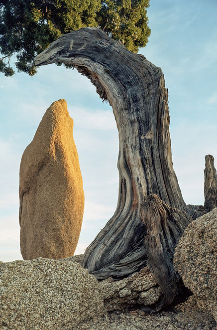 20220315-Juniper and Stele20220314-Edit copy_edited.jpg