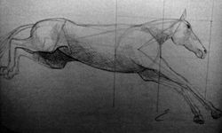Cavalls, proporcions