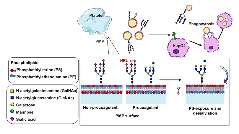 hepg2 cartoon pmp glycans.tif