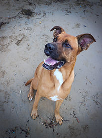 photo canine d'un chien sur la plage de la Boirie à Saint denis d'Oléron