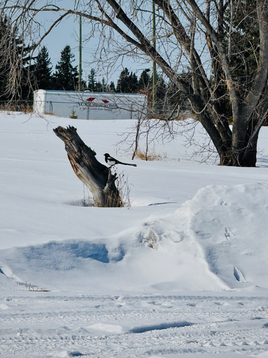 What happened to April Showers?