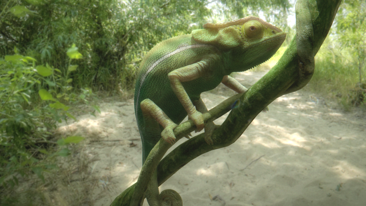 School project : chameleon