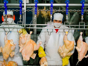 Se reabre el mercado de la Unión Europea para la carne aviar argentina