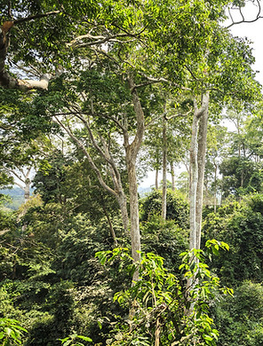 Canopy-Kakum-National-Park-Accra-Ghana-W