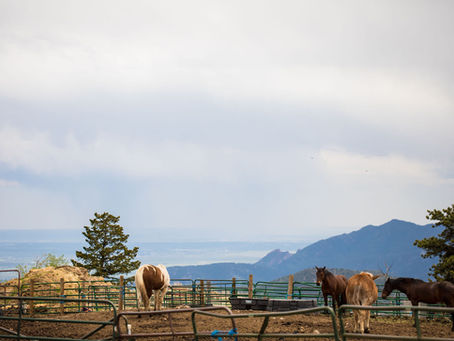 Lessons from the Peaceful Pasture