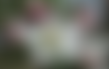 Brotación inicial en pomáceas