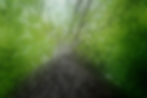 Grovewood 3–Blur 1.jpg