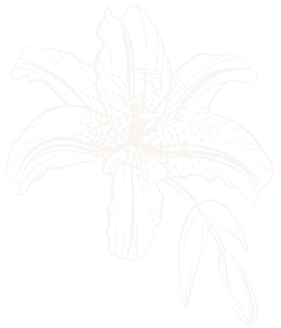 lilie_outline (6).png