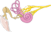 Oreille_interne.png