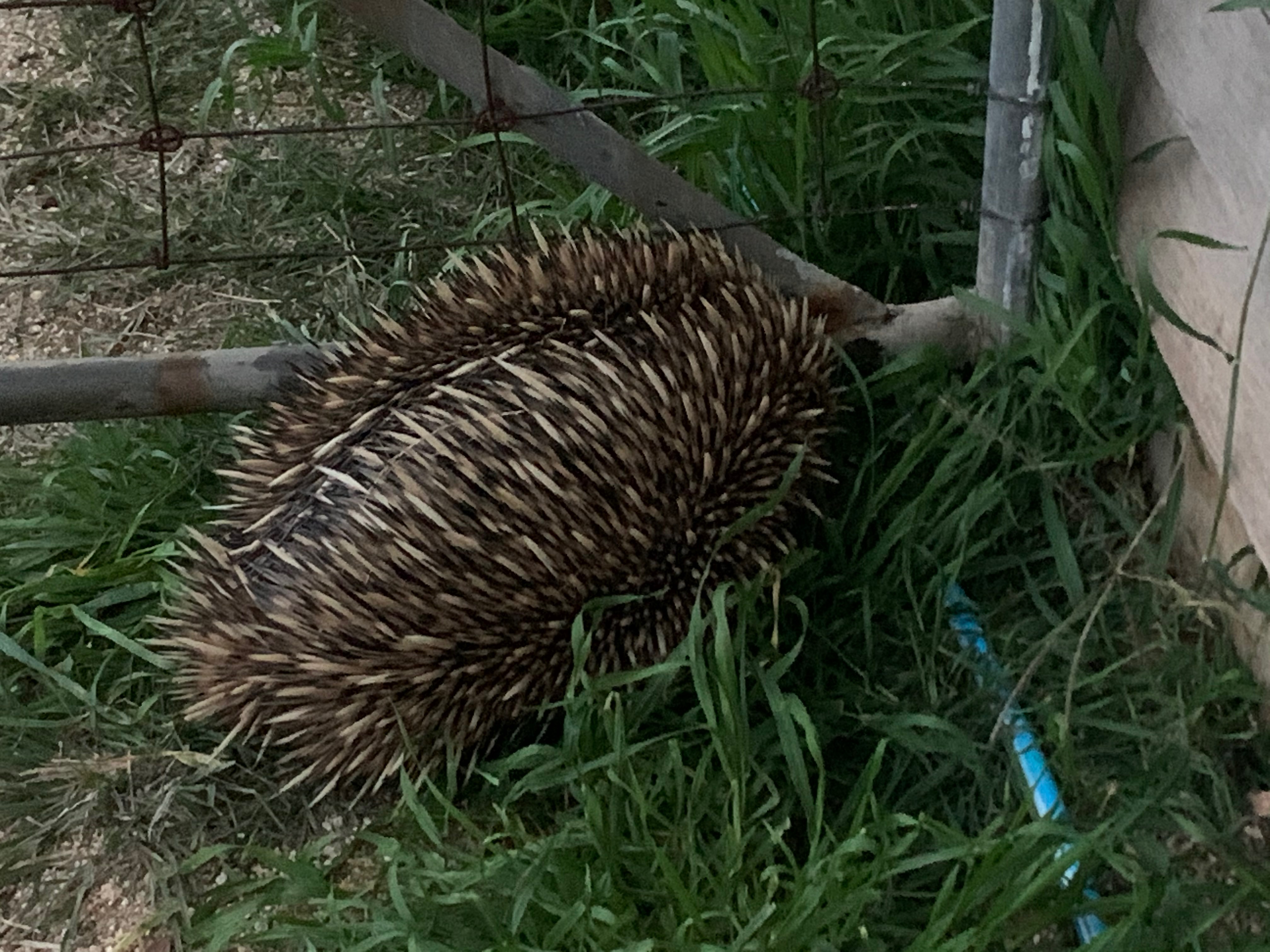 Echidna at Yarrabandai Creek Homestead