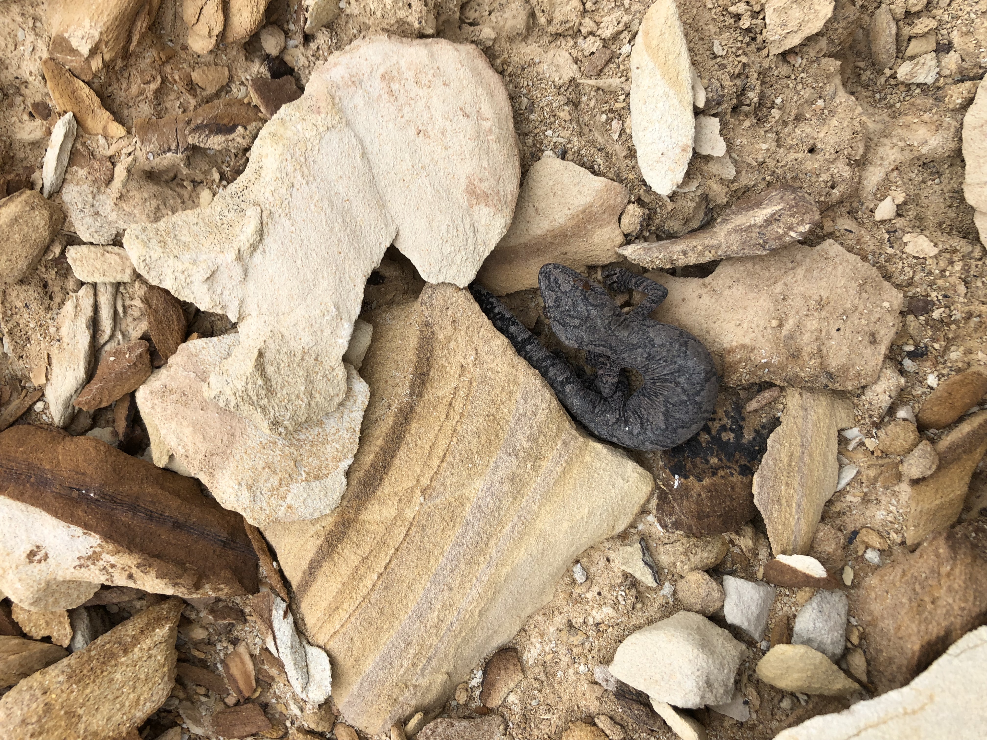 A local lizard