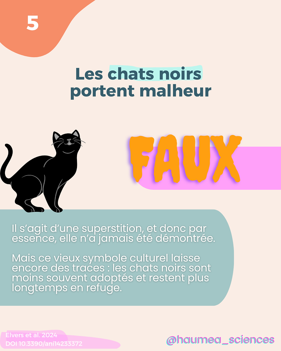 Infographie sur la croyance “Les chats noirs portent malheur”, jugée fausse. Il s’agit d’une superstition culturelle encore visible dans les refuges.