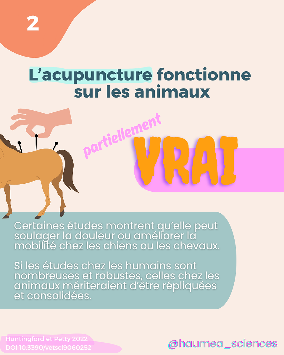 Infographie sur la croyance “L’acupuncture fonctionne sur les animaux”, jugée partiellement vraie. Certaines études montrent un effet sur la douleur et la mobilité, mais les preuves restent fragiles.