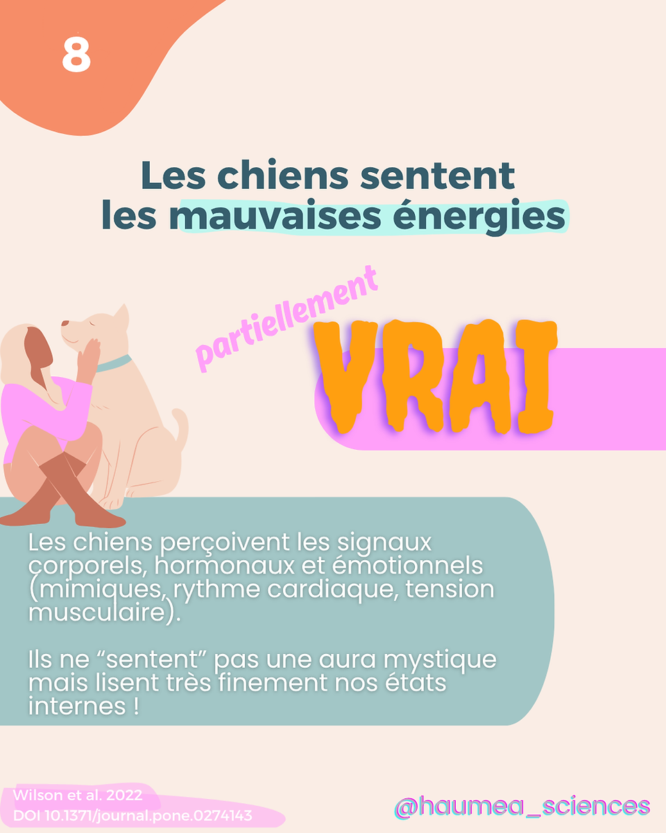 Infographie sur la croyance “Les chiens sentent les mauvaises énergies”, classée partiellement vraie. Explication scientifique : les chiens perçoivent les signaux corporels, hormonaux et émotionnels des humains.
