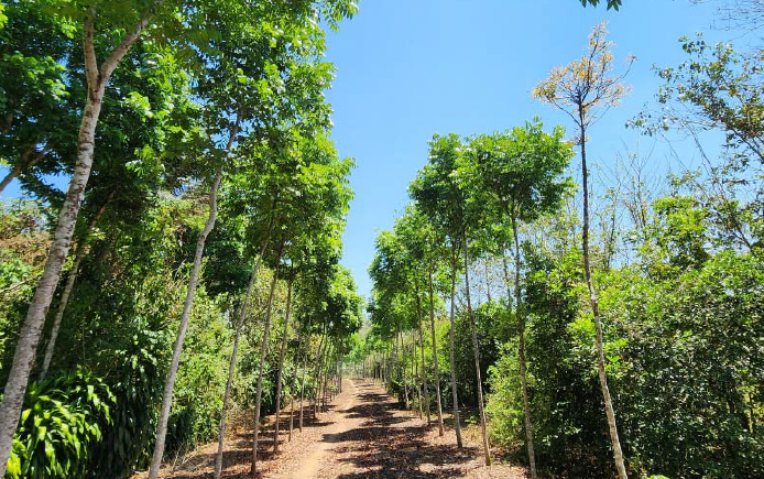 Growing Tall Timber in Las Azucenas