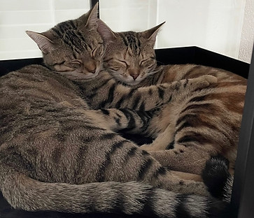 Katzen Aria und Alani beim Kuscheln – Markenbotschafter von Alaara