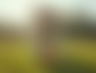 Teaching Your Labrador to Fetch Made Easy: Fetch Training for Labradors