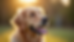 Close-up view of a healthy golden retriever with shiny coat outdoors