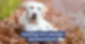 Training Guide: Teaching Your Labrador Retriever Recall