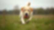Fetch Training for Labradors: Teaching Your Labrador to Fetch