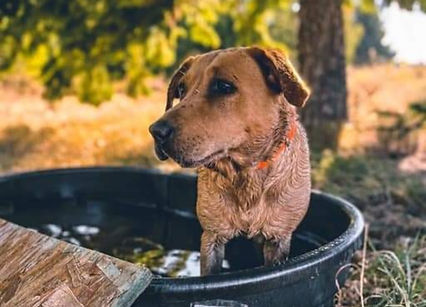 Emma after a long day of hunting taking a cool bath