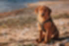 labrador-8128379_640.jpg