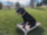 Teton River Retrievers 2-Week Place Training Program.