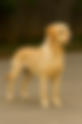 Teaching Calm: How to Train Patience, Respect, and Control Into a High-Drive Dog