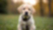 Leash Training Basics Made Easy for Labrador Puppies
