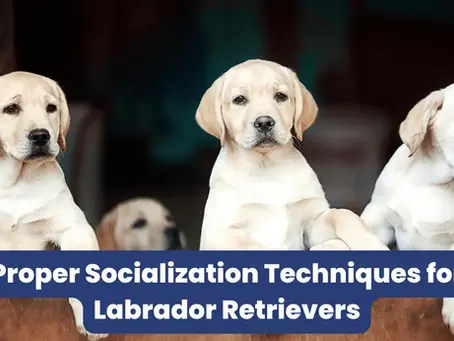 Proper Socialization Techniques for Labrador Retrievers