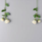 Please create an image of a warm grey background with white roses with green leaves and st