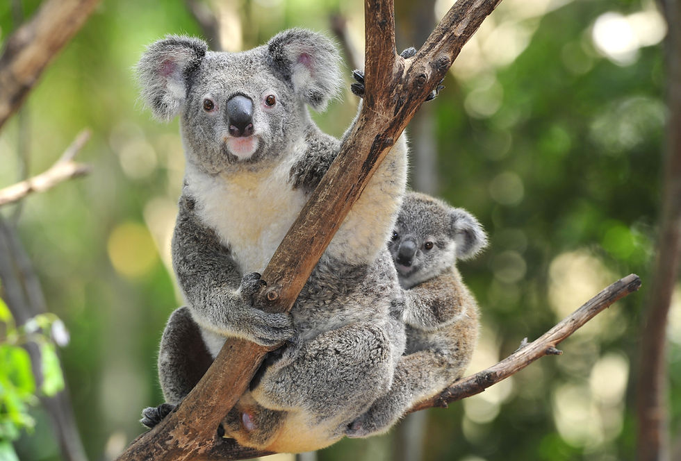 AUSTRALIA