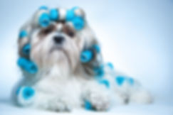 AdobeStock_44898385.jpeg