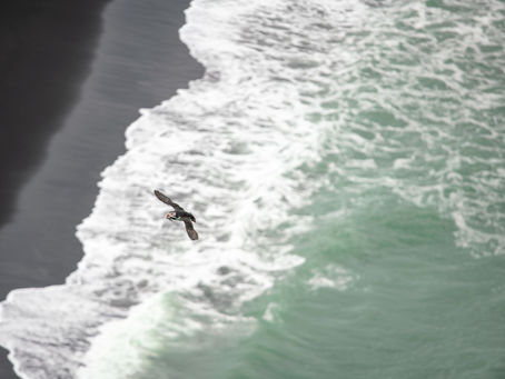 祝福大家2022年法喜見心、如虎堅定