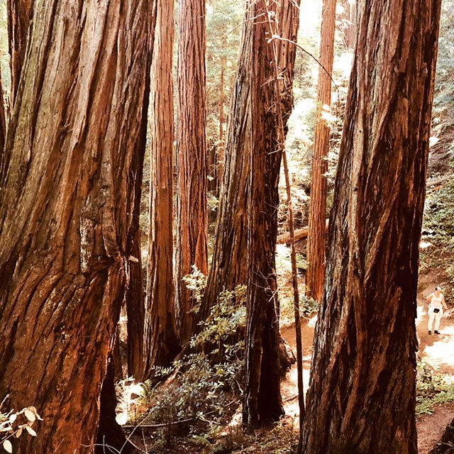 Muir Woods National Monument
