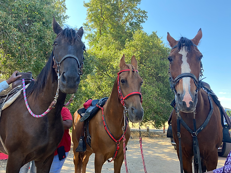 IMG_20251102_125645 (15).heic