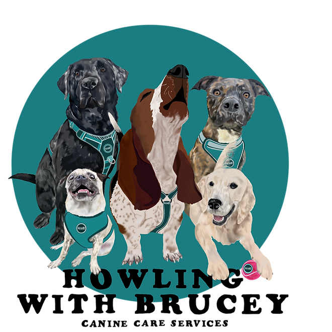 Dog Trainer & Walker In Yate Howling With Brucey Yate