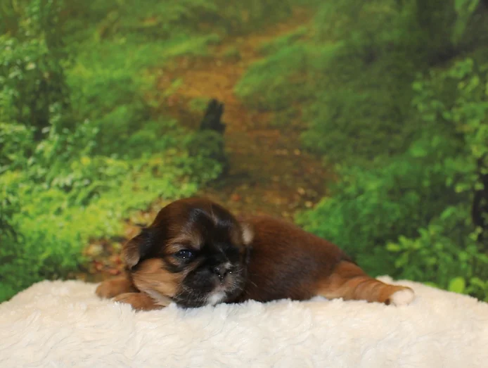 Pure Elegance Shih Tzu Nursery