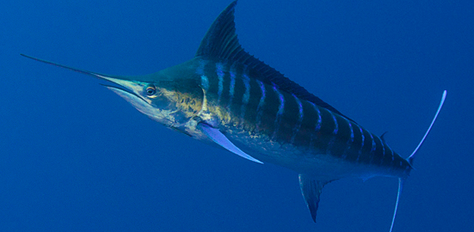 Marlin Madness 2019