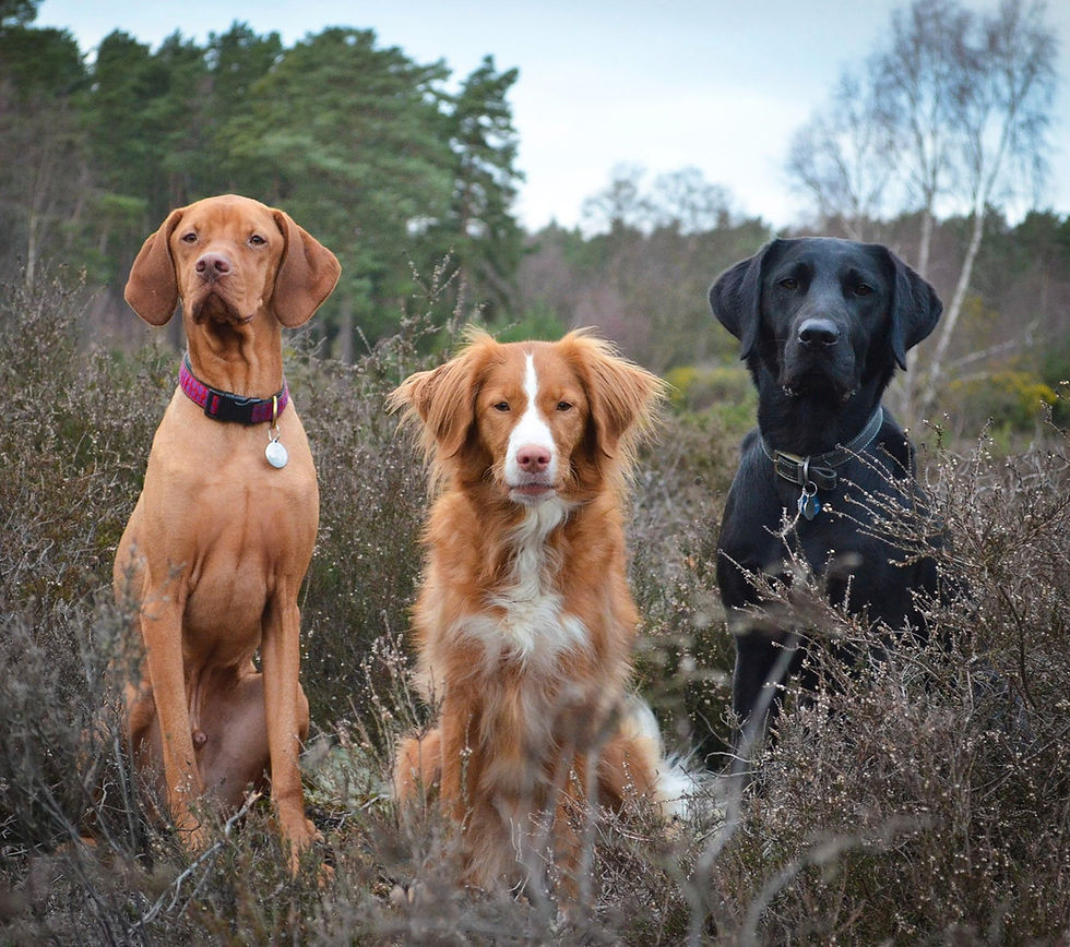 A vizsla, retriever and Labrador dog sat in the Surrey hills during a walk, looking focused at a dog trainer behind the camera