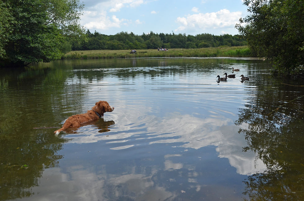 a dog standing in water looking at ducks