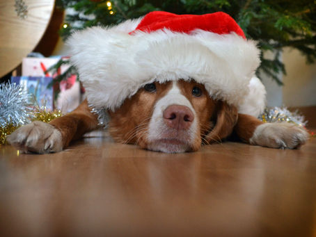 Is your dog ready for Christmas?