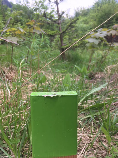 Picchetto_Verde.jpg