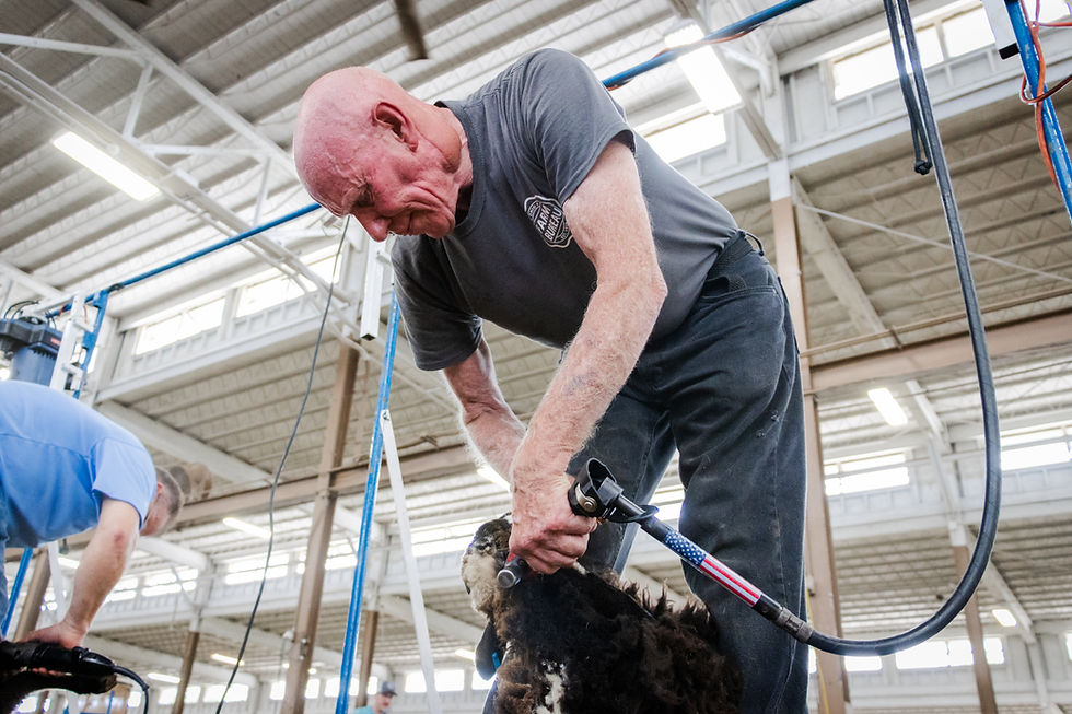 Ohio State Fair | Sheep Shaving | 2025 | Man