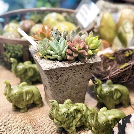 Succulent1.jpeg