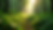 Eye-level view of a lush green forest with sunlight filtering through the trees
