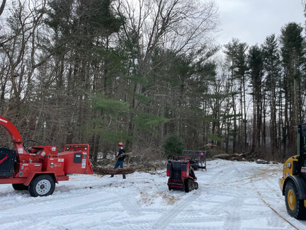 Tree Company East Bridgewater