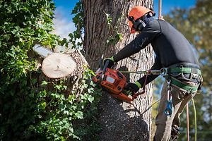 tree cutting sharon ma.jpeg