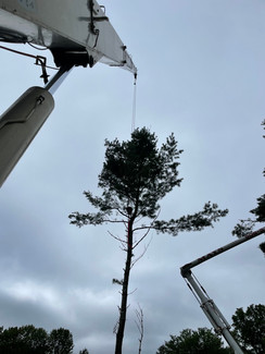 tree service